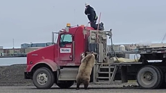 На Аляске сердитая медведица загнала женщину на крышу грузовика: видео