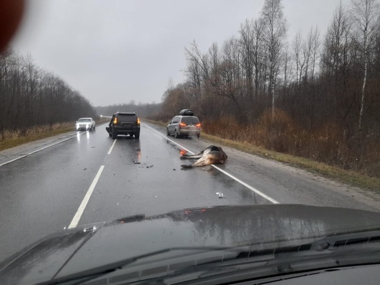В Ярославской области под колесами внедорожника погиб очередной лось