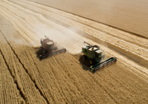 ФАО (Продовольственная и сельскохозяйственная организация ООН) снизила прогноз мирового сбора зерна в 2022 году на 4,9 миллиона тонн