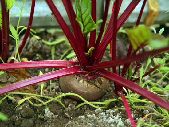 Свеклу даром начали раздавать в подмосковном Серпухове