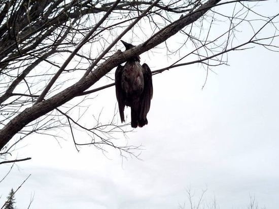 В Ярославле вновь стреляют: на этот раз по воронам, которые облюбовали для себя большие деревья