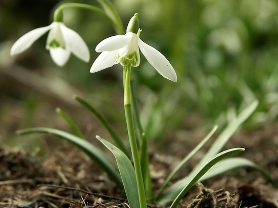 Депутаты ЕР предлагают за сбор и уничтожение особо ценных растений давать 9 лет