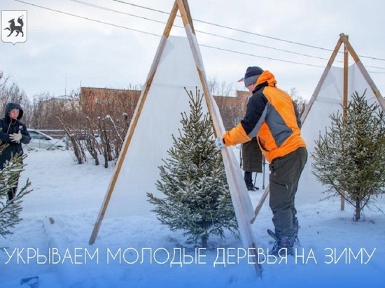 От морозов и ветров укутывают в Салехарде молодые деревья