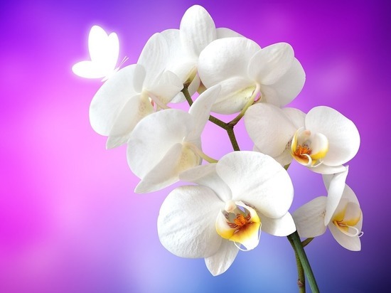 Чтобы защитить орхидею от болезней, поливайте ее этим раствором: о чем еще не знают хозяйки