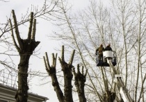 В столице Бурятии продолжают накладываться денежные штрафы за самовольную подрезку деревьев