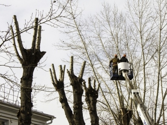 В Улан-Удэ штрафы за самовольную подрезку деревьев достигнут 50 тыс рублей