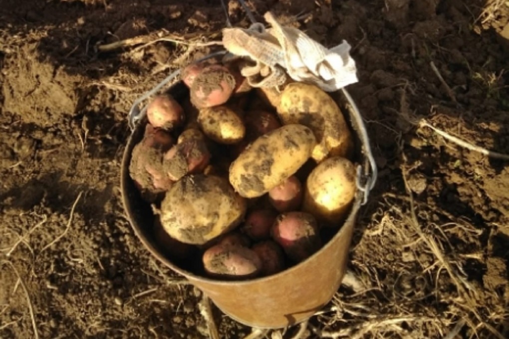 Предприниматель в Галиче вырастил неплохой урожай картофеля и овощей