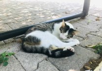 Волонтеры-зоозащитники из Солнечногорска решили спасти кошку, которую хозяйка швыряет из окна пятого этажа "в воспитательных целях"