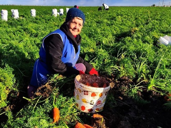 В Крыму овощи с полей продолжат убирать до середины декабря