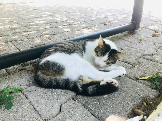 Жители Солнечногорска решили спасти кошку, выброшенную с пятого этажа
