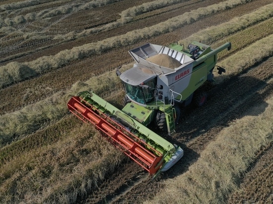 В Крыму впервые за восемь лет получили урожай риса