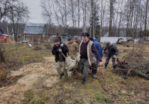 В СНТ “Новая Искра” вблизи села Богослово обнаружили травмированную лосиху