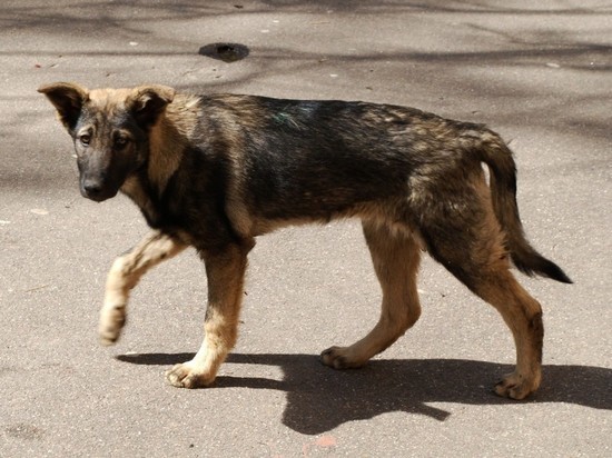 Курская область обратится в Госдуму с просьбой пересмотреть подход к отлову бездомных собак