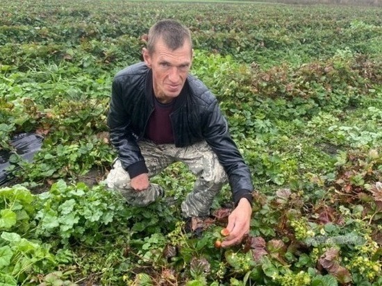В Умётском районе местный фермер заложил очередную плантацию садовой земляники