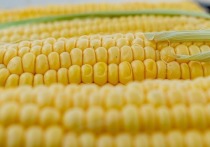В Алтайский край поставляли отравленную кукурузу