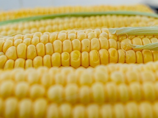 В алтайские магазины поставляли смертельно опасную кукурузу