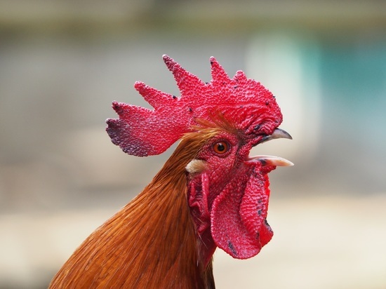 20+ Cute Bangkok Chicken Images - Fitra Wallpapers