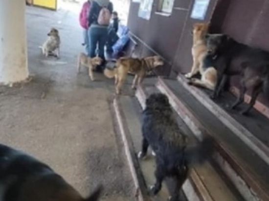 Жители Ростова Великого хотят построить приют для бездомных собак