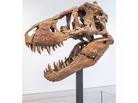 Череп тираннозавра может быть продан на аукционе за 20 миллионов долларов