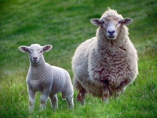 В Костромской области ветеринары отрабатывали ликвидацию вспышки овечьей оспы