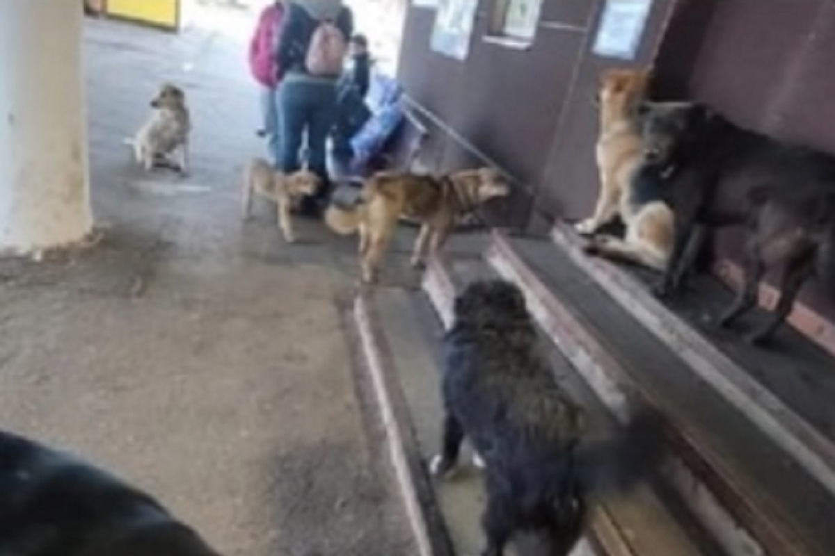 Жители Ростова Великого хотят построить приют для бездомных собак