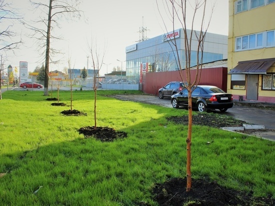 Орловчан возмутила вырубка деревьев рядом с Карачевским шоссе