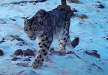 В Республике Алтай снежные барсы попали в объективы фотоловушек