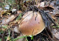 В подмосковных лесах продолжается сбор грибов