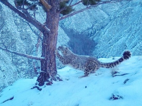 Самка снежного барса родила трех котят в Красноярском крае