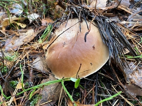 Белые грибы продолжают собирать в Подмосковье