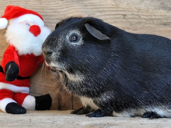 Как правильно встретить год черного водяного кролика: что дарить, как накрыть на стол и что надеть в Новый год