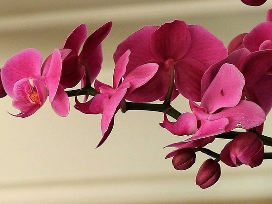 Как оживить чахлую орхидею и восстановить корни без полива: необычная хитрость