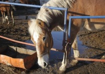 В группе “Типичное Одинцово” рассказали благополучную историю спасения двух лошадей