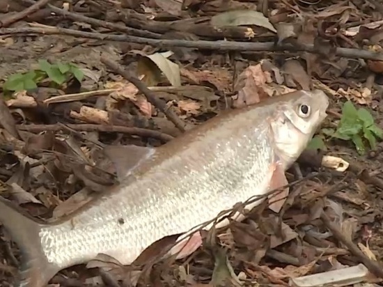 Под Орлом в реке массово погибла рыба