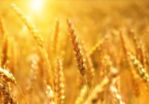 Исполнительный директор Всемирной продовольственной программы ООН Дэвид Бизли высказал точку зрения, что все страны должны сотрудничать в реализации "зернового соглашения"