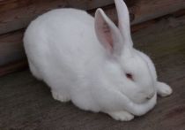 В Московской области вывели новую породу кроликов и назвали ее “великородская”