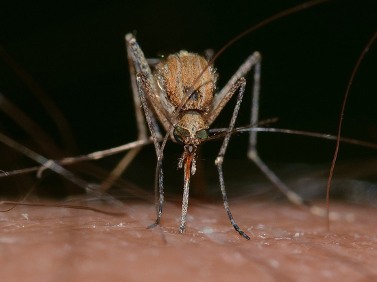 Правительство внесло в Госдуму законопроект против боевых комаров