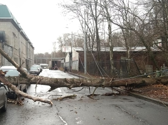 Сады и скверы Петербурга закрыли в ночь на 12 ноября из-за сильного ветра
