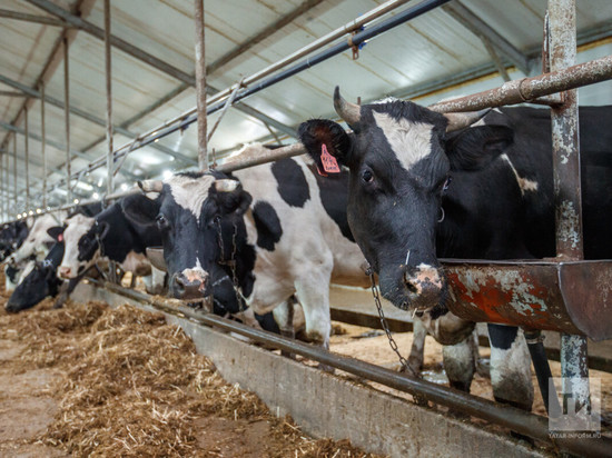 Поголовье крупного рогатого скота выросло в семи районах Татарстана
