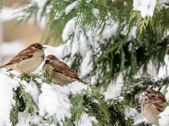 Томский орнитолог Гашков посоветовал подкармливать птиц несоленым салом