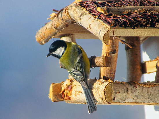 В Донбассе празднуют Синичкин день: как правильно кормить птиц зимой