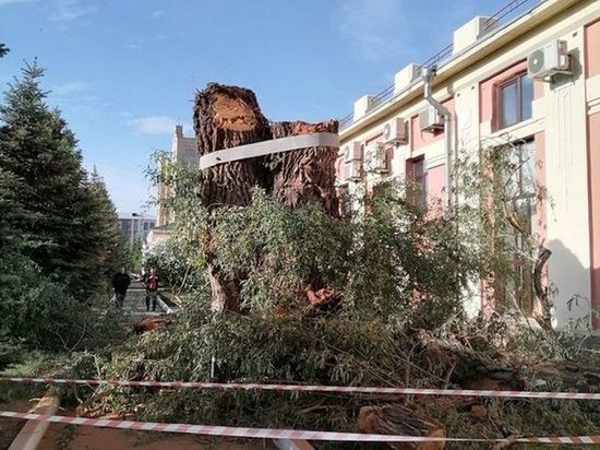 В Омске допилили остатки столетней белой ивы у улицы Маяковского