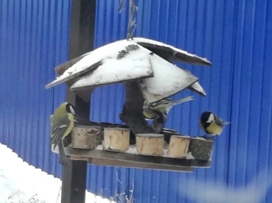 В Тамбовской области стартует акция «Покормите птиц зимой»