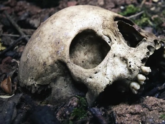 В Ярославле на свалке токсичных отходов нашли череп