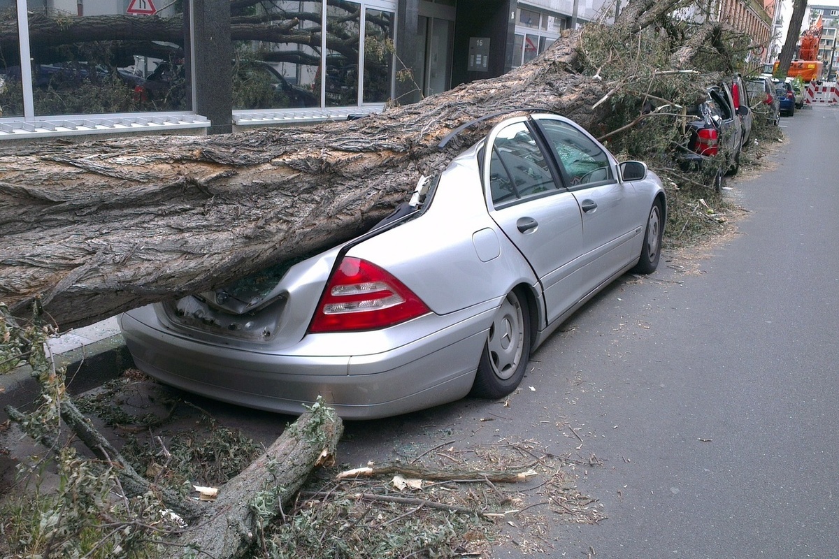 Дерево упало на автомобиль