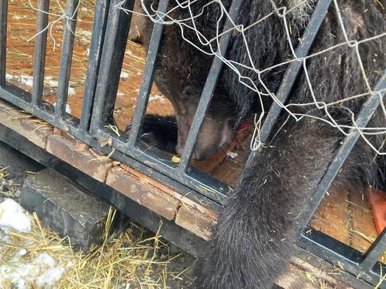 Журналисты Новосибирска увидели спасенных в сентябре медвежат