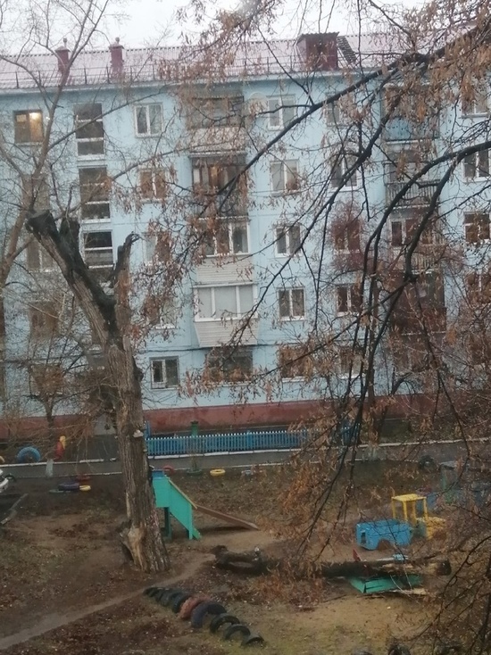 Упало прямо на песочницу: в Омске дерево обрушилось на детский городок