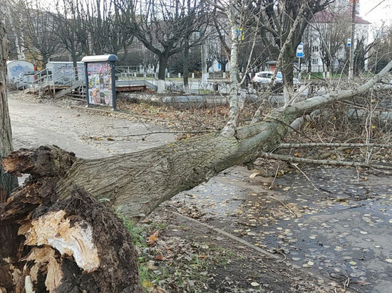 Ураганный ветер во Владимирской области валил столбы и деревья