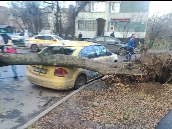 Упавшее дерево убило мужчину в Щелкове