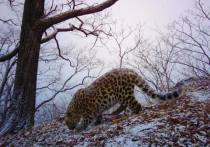 В телеграм-канале «Земля леопарда» сотрудники национального заповедника поделились интересной новостью – на территории выпал первый снег! Казалось бы, все любят лето, но зима – это неотъемлемая часть нашей жизни, которая окутает все вокруг